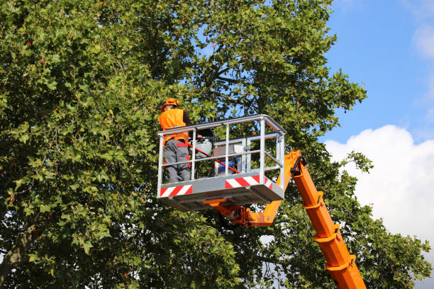 How Our Tree Care Process Works  in  Seth Ward, TX